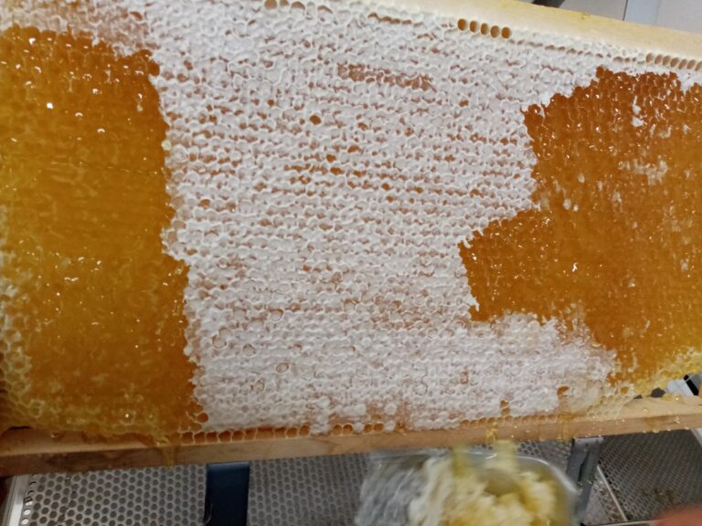 Frischer Honig direkt aus der Wabe