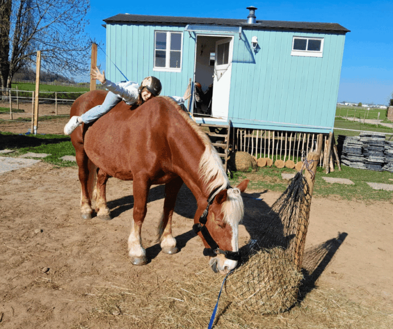 pferdegesützte Angebote(1)